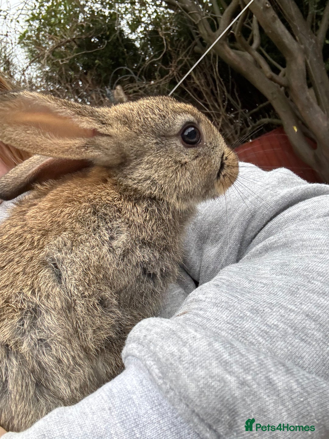 English rabbits for sale: 2 male rabbits  - Image 5