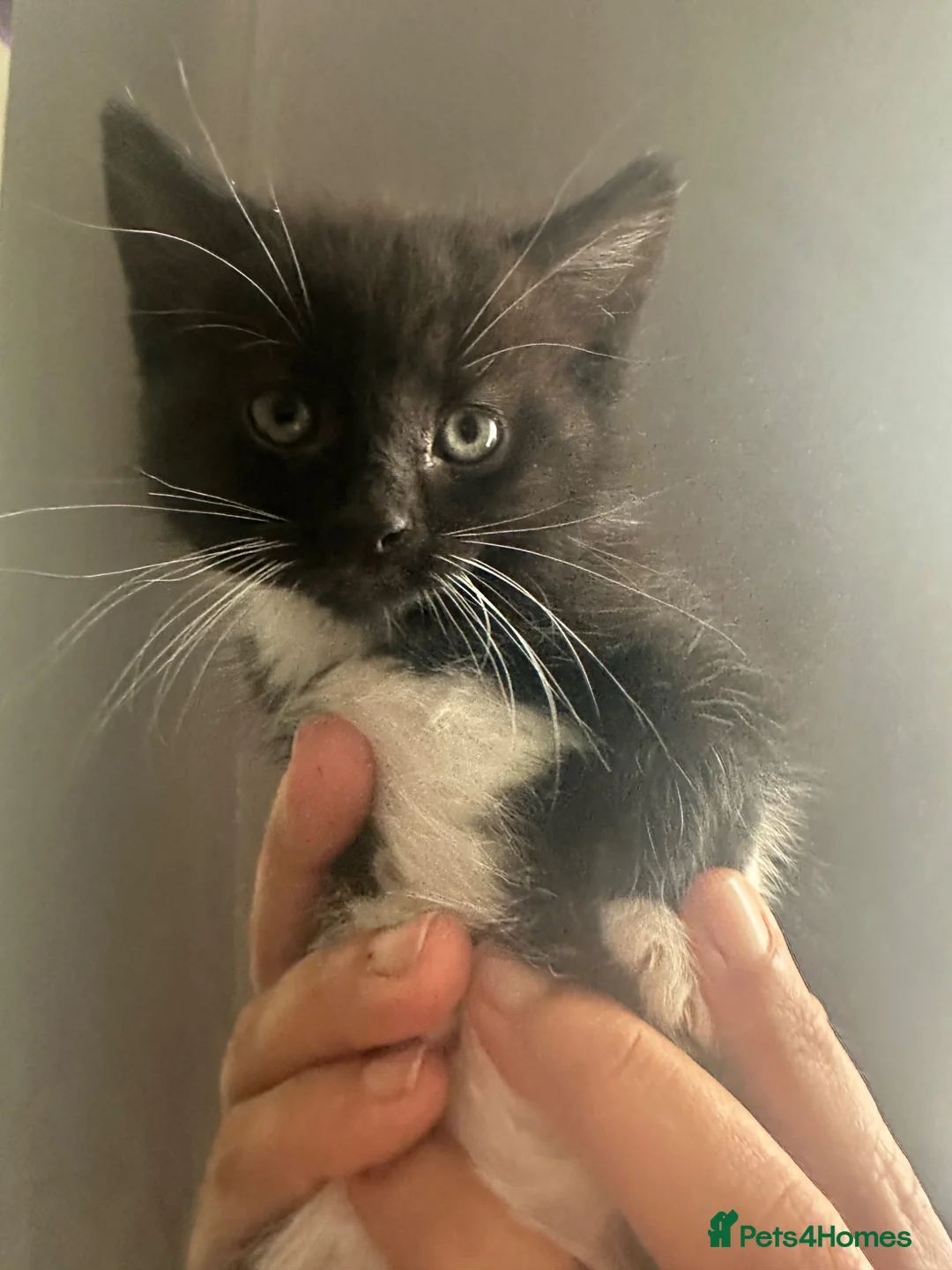Mixed Breed cats for sale: 3 female kittens waiting to be rehoused  in Gillingham - Advert 2