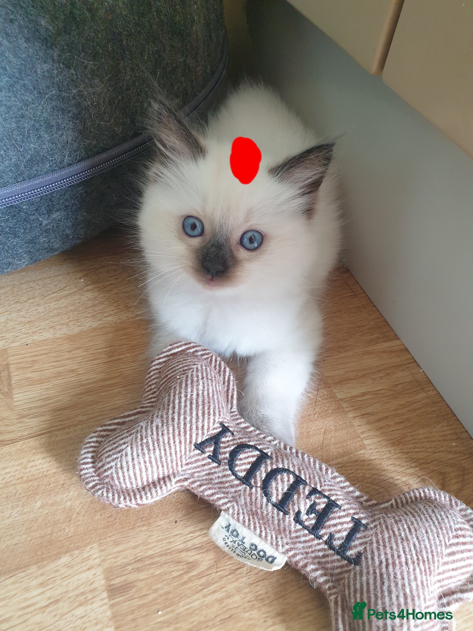 Ragdoll cats for sale: Ragdoll fluffy kittens x 4 chocolate seal point - Advert 5