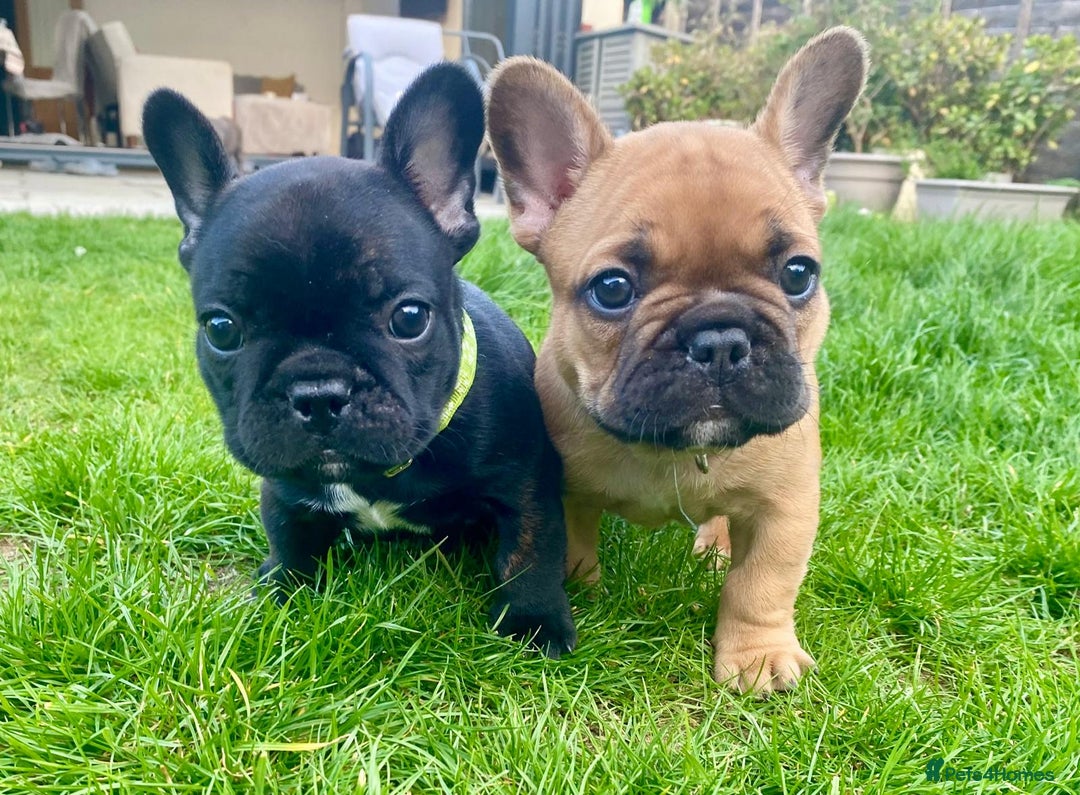 French Bulldog dogs for sale: Rare KC French bulldogs - champion lines  - Image 1