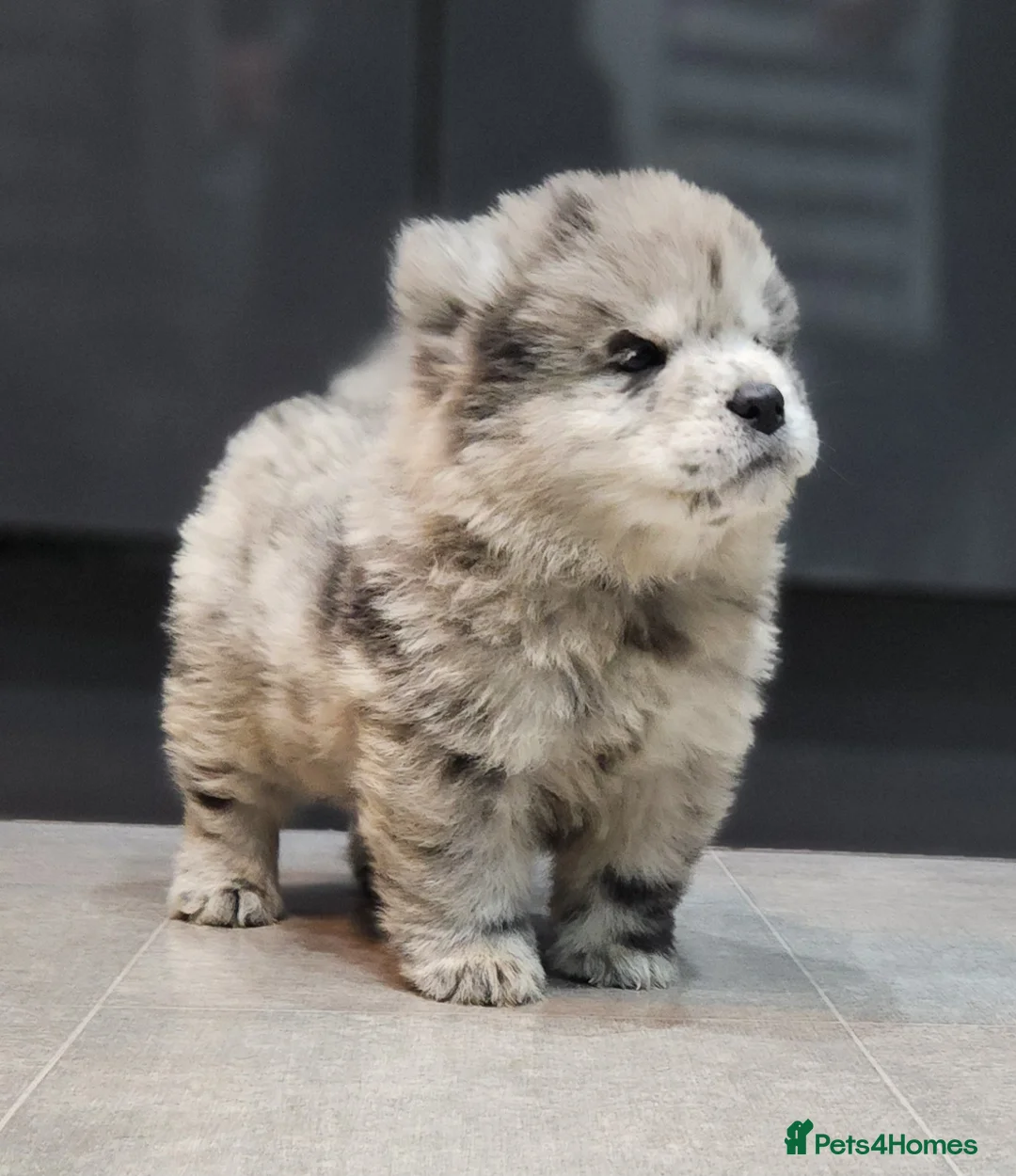 Chow Chow dogs for sale: Chow chow pedigree pups REDUCED!! - Advert 30