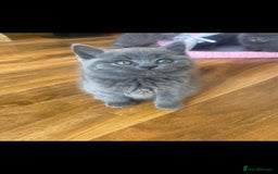 British Shorthair cats for sale: British Shorthair kittens for sale - Image 10