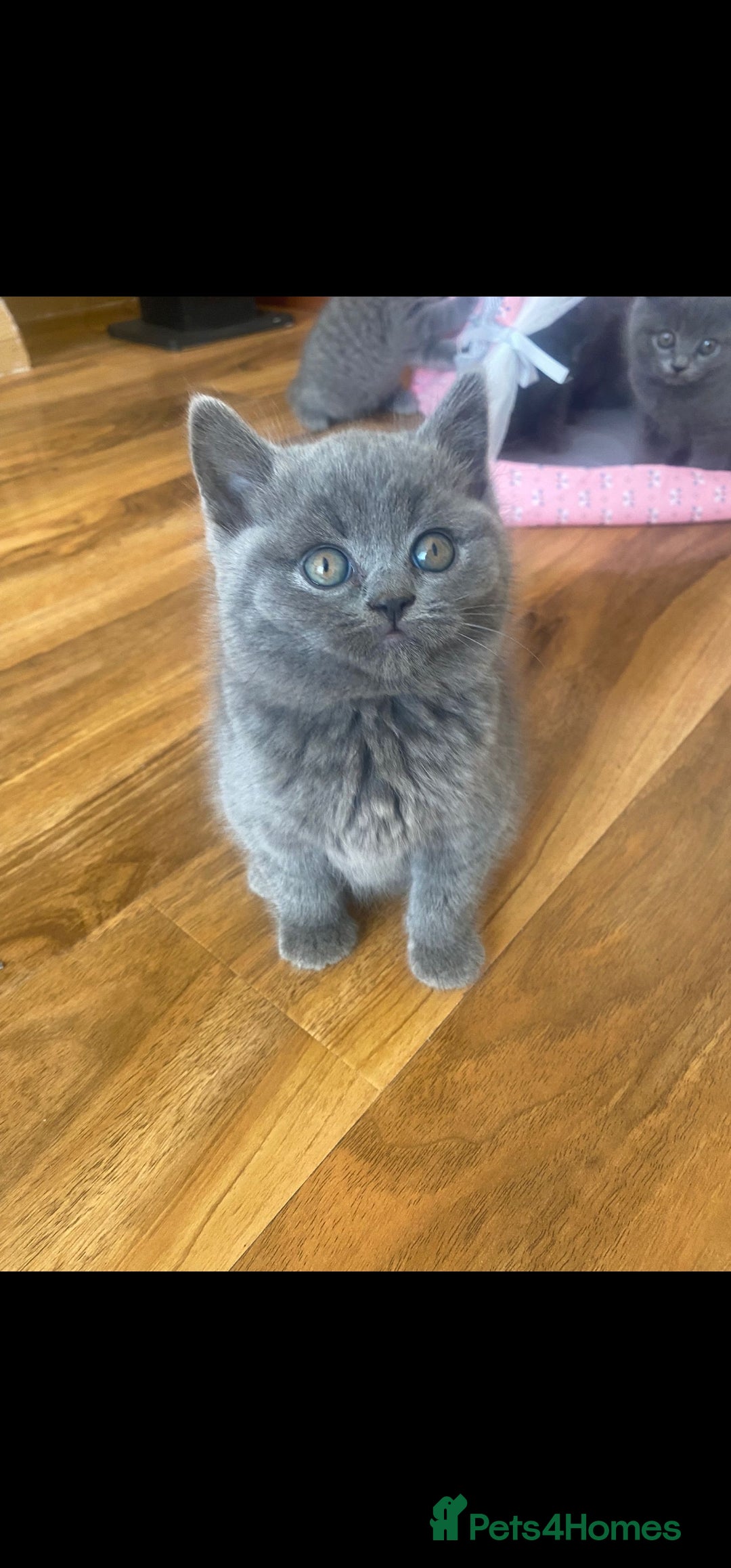 British Shorthair cats for sale: British Shorthair kittens for sale - Image 10