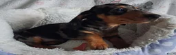 Miniature Dachshund dogs for sale: Stunning Dachshund pups *Ready now* - Advert 27