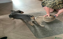 Pug dogs for stud: KC Reg Proven French Bulldog Lilac & Tan For Stud in Colchester - Image 7