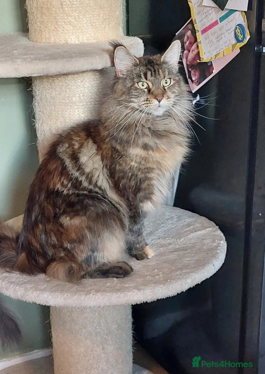 Maine Coon cats for sale: Stunning Maine Coon Kitten  - Advert 2