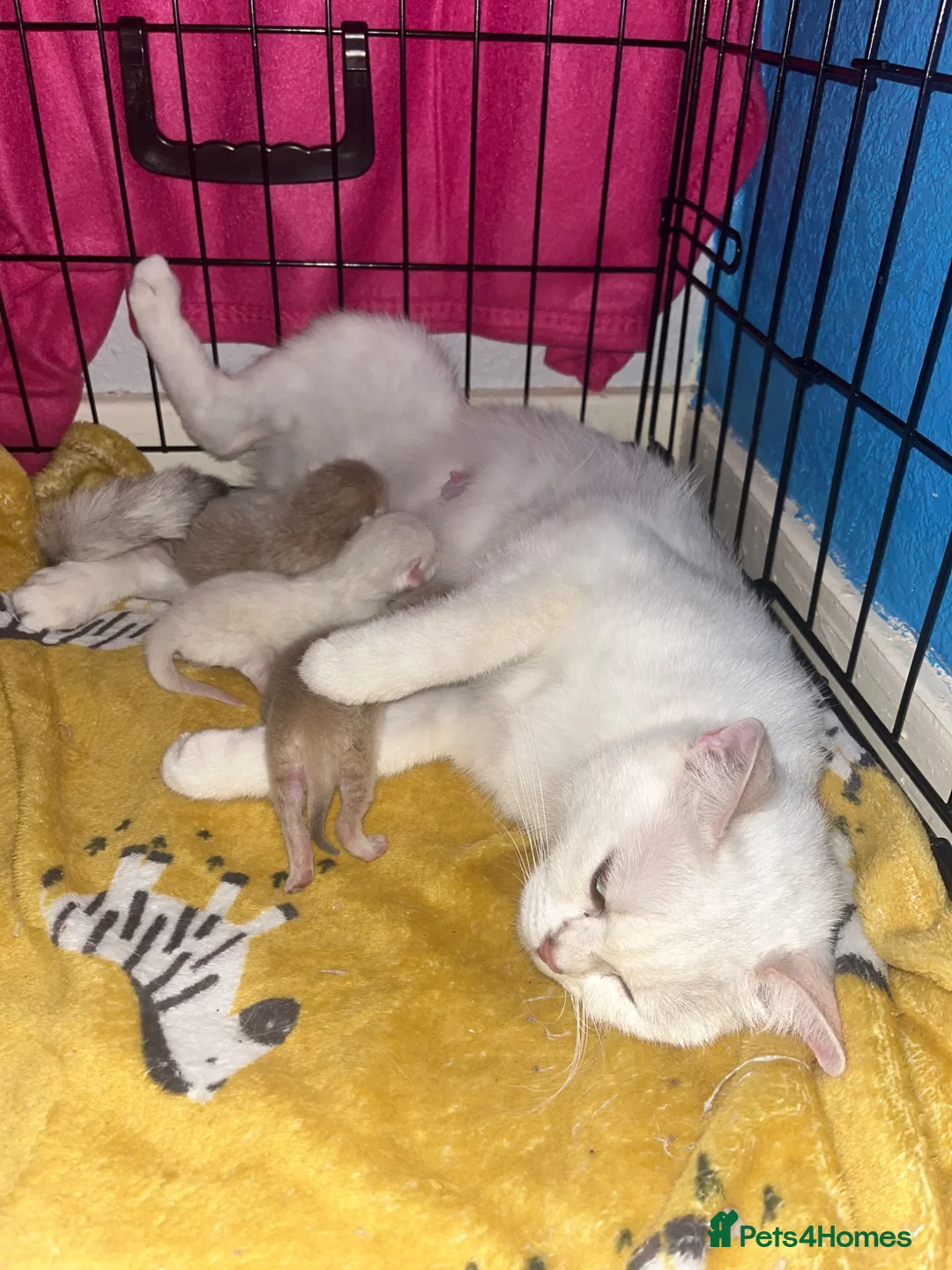 British Shorthair cats for sale: British shorthair female kitten - Advert 5