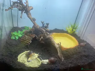 Snails invertebrates African land snails - Advert 5