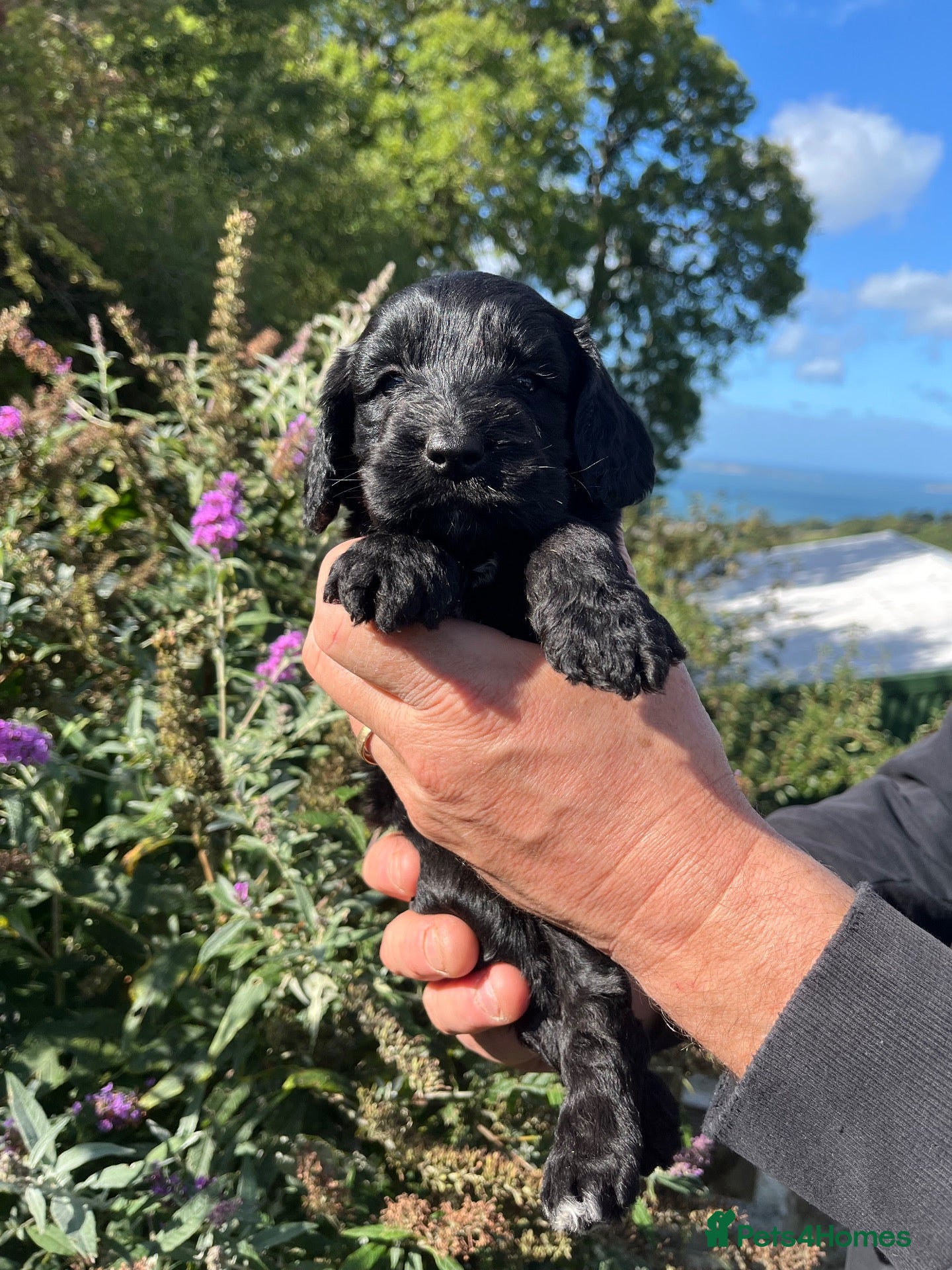 Cockapoo dogs 6 beautiful F1 Cockapoo puppies, brown and black.  - Advert 2