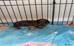 Dachshund dogs for sale: BEAUTIFUL DACHSHUND PUPPIES 🐾 - Image 8
