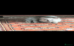 Ragdoll cats for sale: Lovely ragdoll kittens for sale  - Image 8