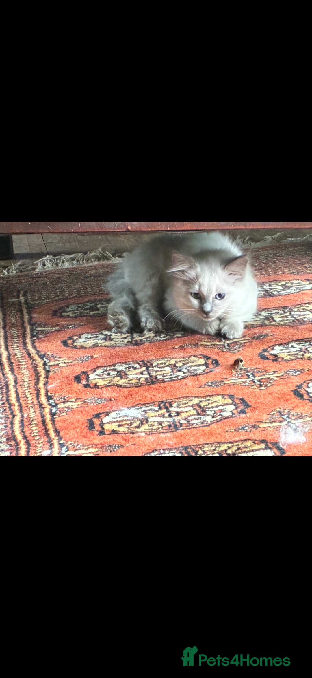 Ragdoll cats for sale: Lovely ragdoll kittens for sale  - Image 8