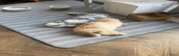 Mini Lop rabbits for sale: 2 Beautiful Mini Lop Rabbits + Luxury Hutch - Advert 8