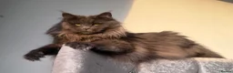 Maine Coon cats for sale: OUTSTANDING SHOW QUALITY MAINE COON KITTENS  - Advert 7
