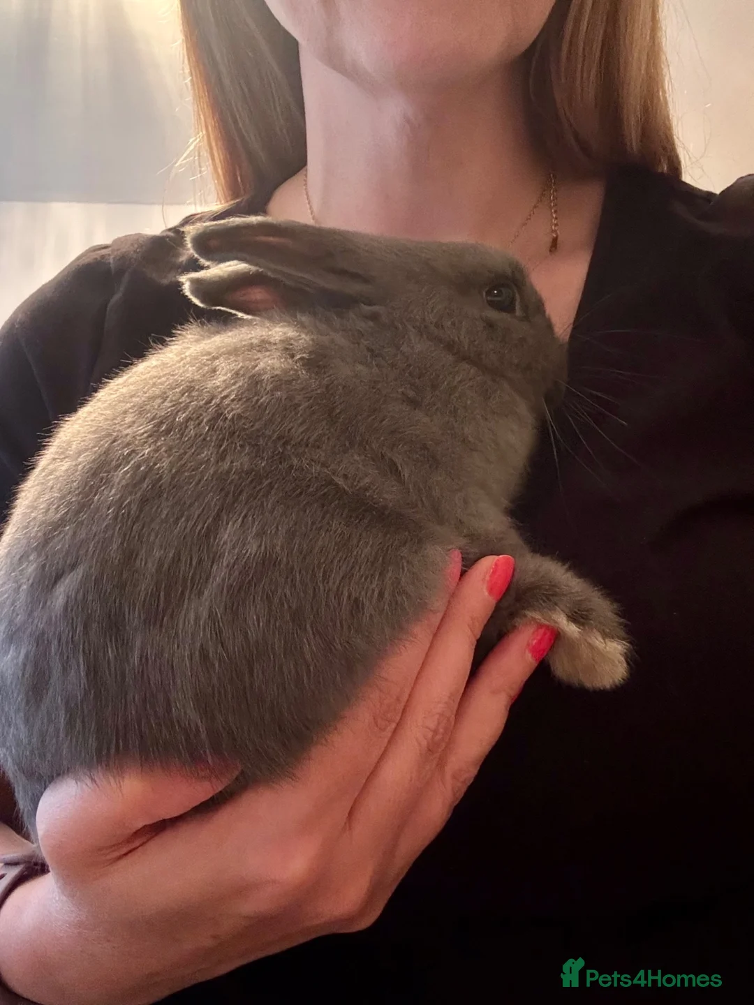 Mixed Breed rabbits for sale: Cute Grey Female Rabbit 11 weeks old - Advert 5