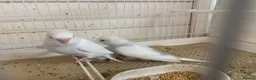 Budgerigars birds for sale: Budgies  - Advert 8