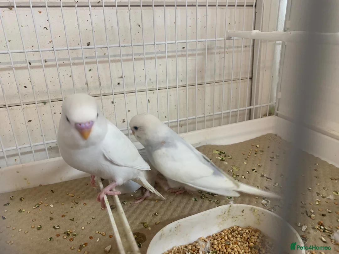 Budgerigars birds for sale: Budgies  - Advert 8