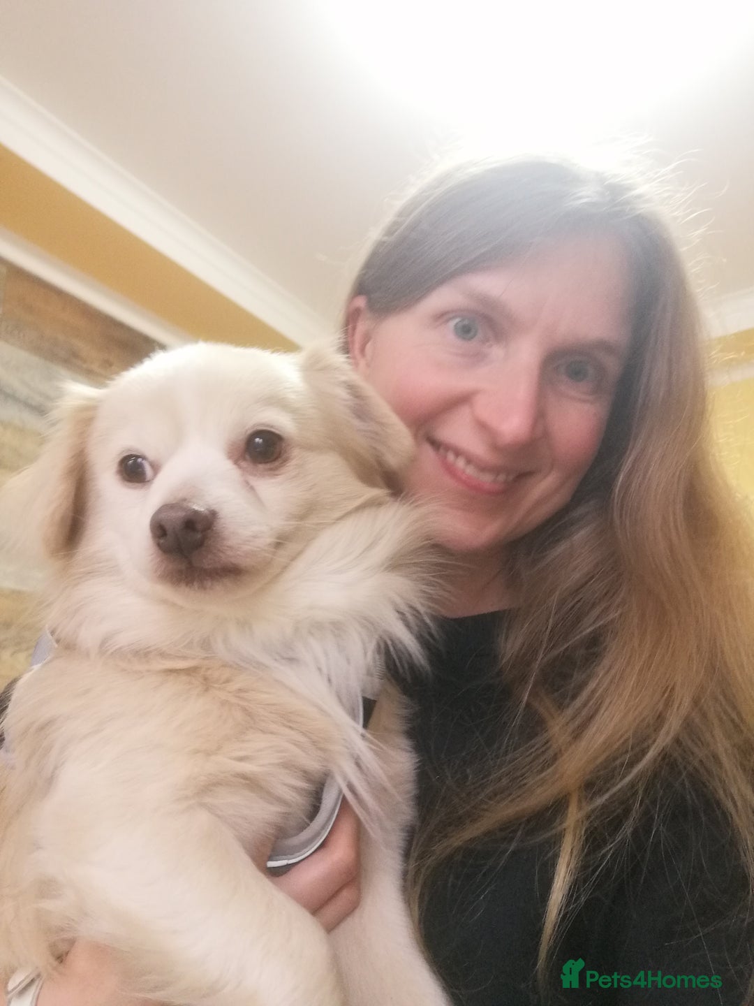 Chihuahua dogs for adoption: 💙🐶 ZEE 🐶💙 - Advert 3