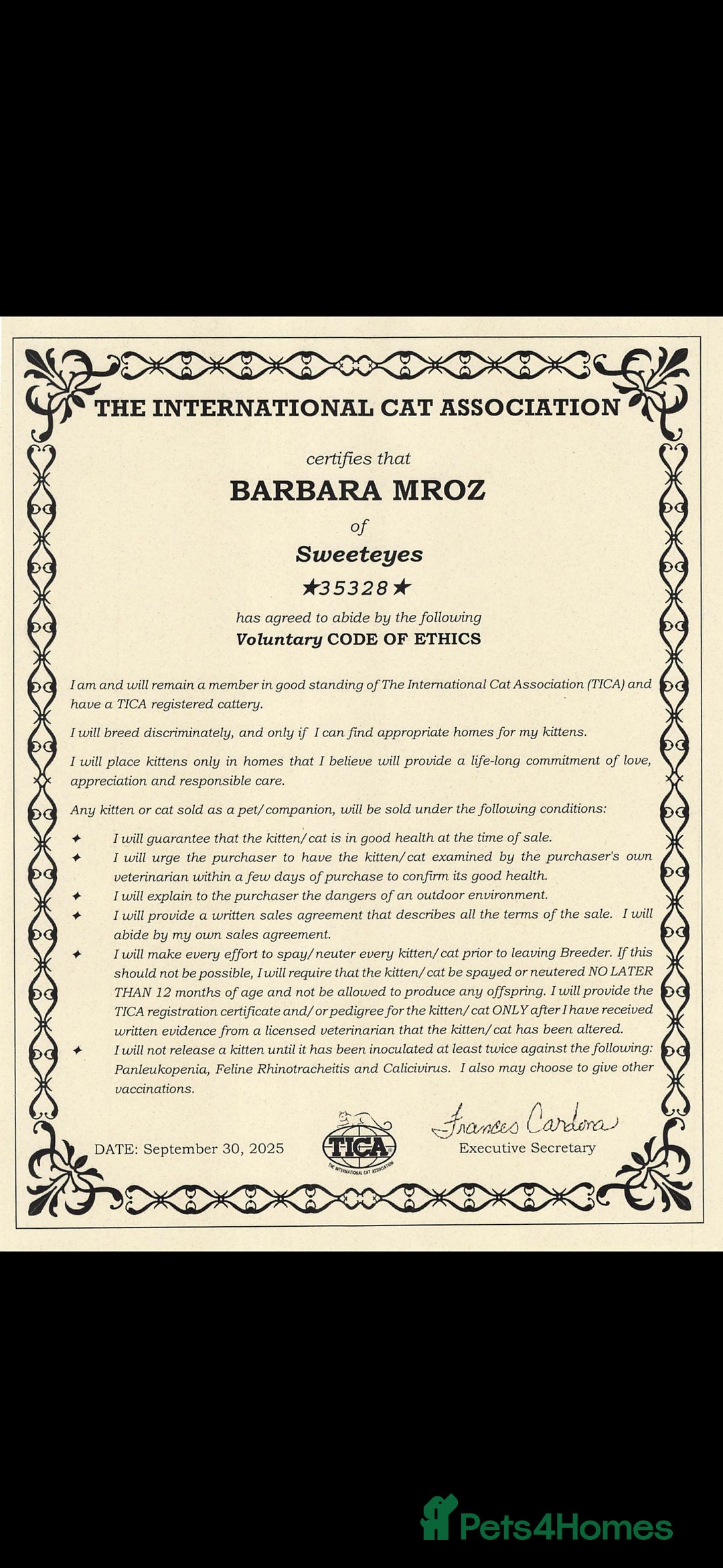 Ragdoll cats for sale: ❤️BEST KITTENS RAGDOLL❤️ CHAMPION REGIONAL WINNER  - Advert 9