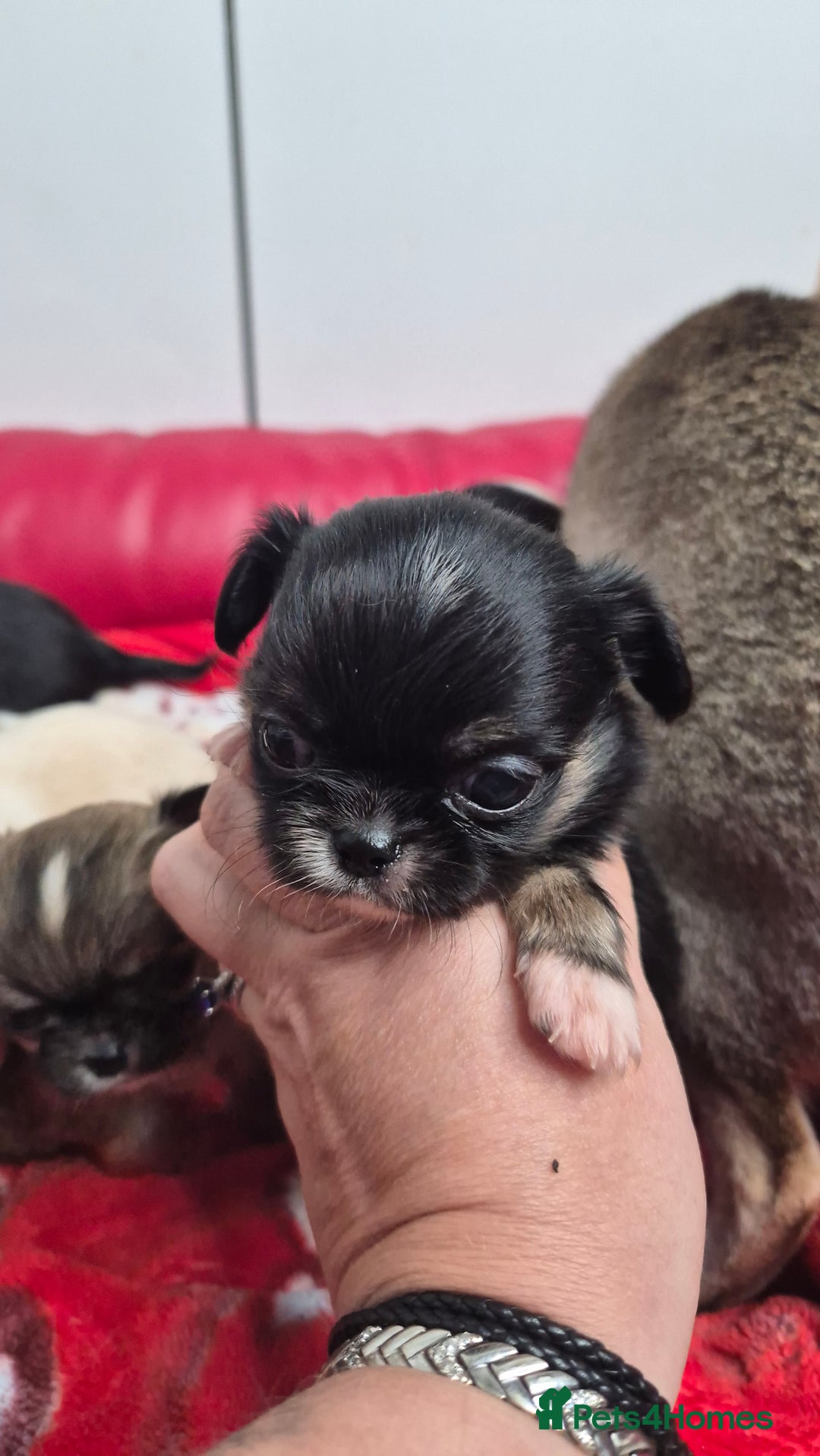 Chihuahua dogs for sale: KC registered Chihuahua puppies  - Advert 14