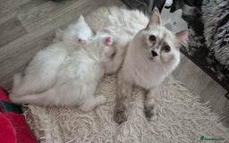Mixed Breed cats for sale: Two Adorable Pure White Persian x Ragdoll Kittens - Image 3