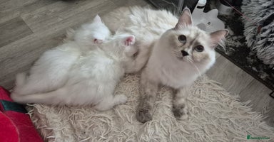 Mixed Breed cats - Advert 9