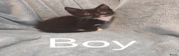 Mixed Breed cats for sale: Beautiful Kittens VIDEOS - Advert 14