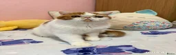 Exotic cats for sale: Exotic shorthair  - Advert 6