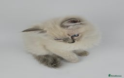 Ragdoll cats for sale: 🤍 STUNNING GCCF REGISTERED RAGDOLL KITTENS 🤍🤍 - Image 22