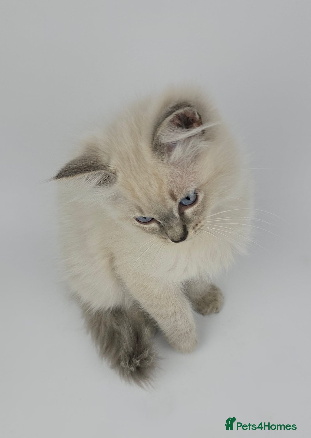 Ragdoll cats for sale: 🤍 STUNNING GCCF REGISTERED RAGDOLL KITTENS 🤍🤍 - Image 22