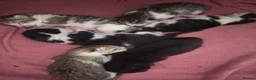 Mixed Breed cats for sale: Kittens to find their forever homes in September  - Advert 11