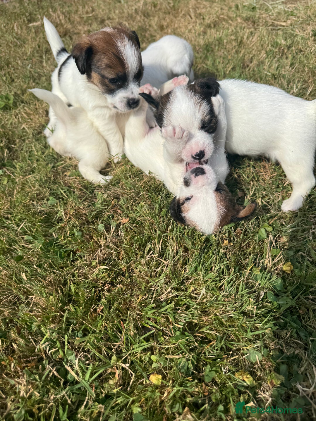 Jack Russell dogs for sale: Pedigree Jack Russell Puppies  - Image 27