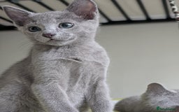 Russian Blue cats for sale: Russian Blue - last boy available  - Image 2