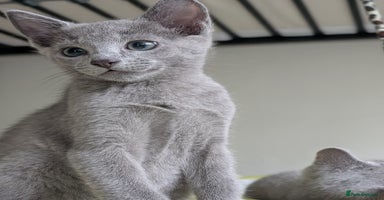 Russian Blue cats - Advert 2