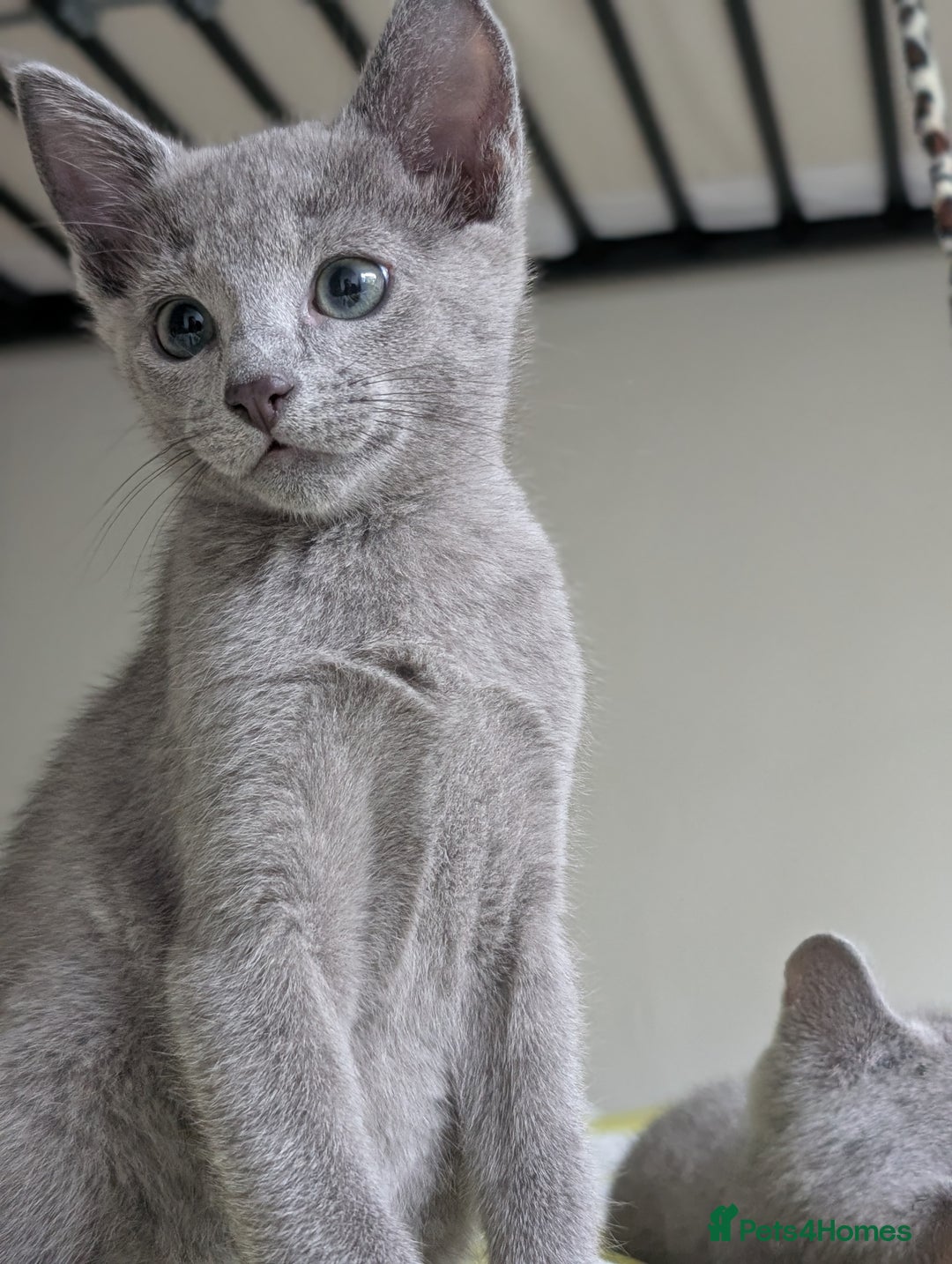 Russian Blue cats for sale: Russian Blue - last boy available  - Image 2