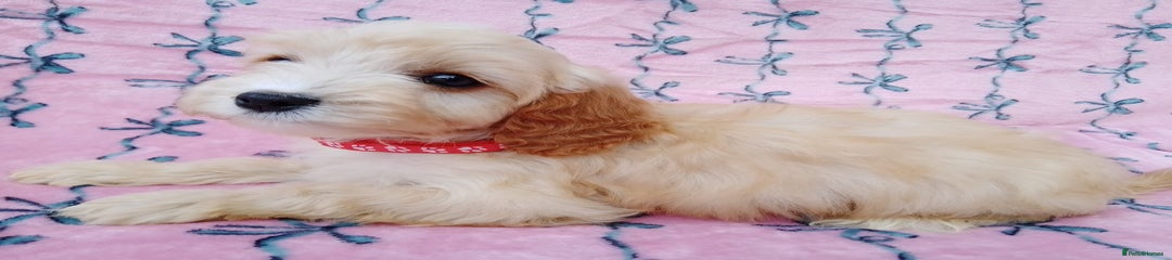 Cavapoo Puppy 7