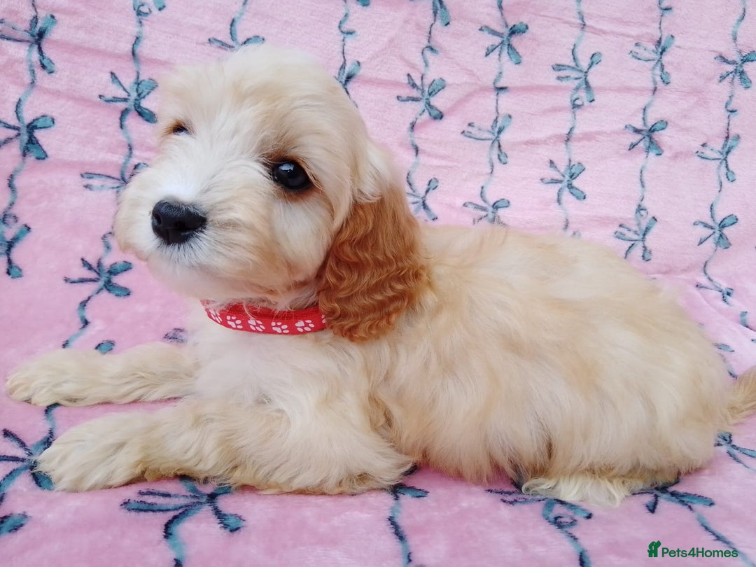 Cavapoo dogs for sale: Exceptional cavapoo puppies  - Image 13
