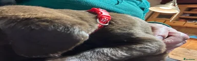 Springador 5 red collar