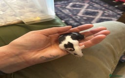 Mouse rodents for sale: All males on photos - Image 2