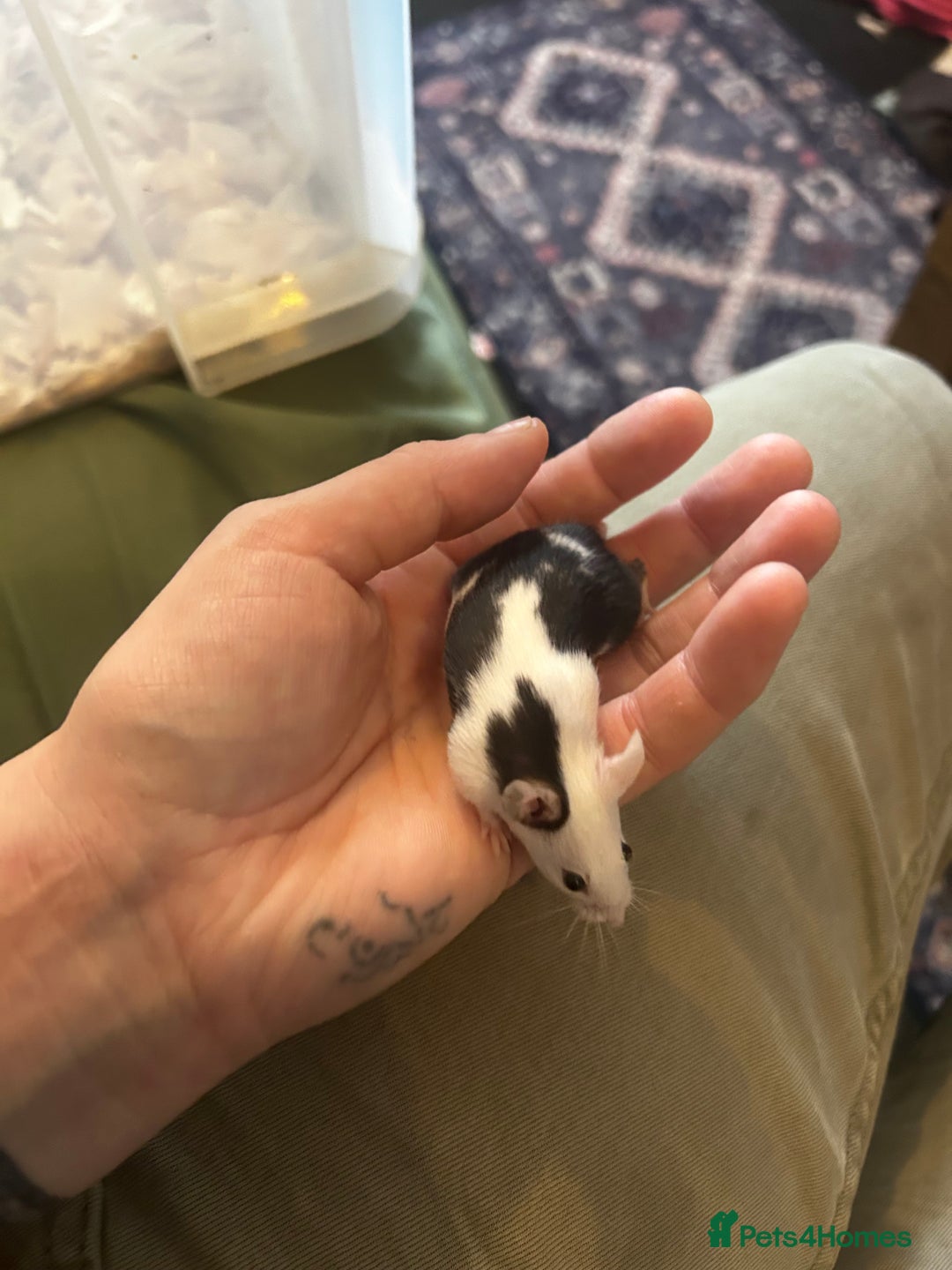 Mouse rodents for sale: All males on photos - Image 2