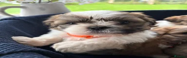 Shih Tzu 5