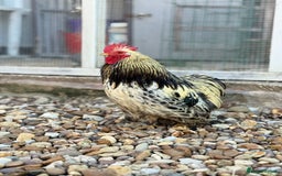 Chickens poultry for sale: Stunning Columbian Pekin Bantam Cockerel - Image 1