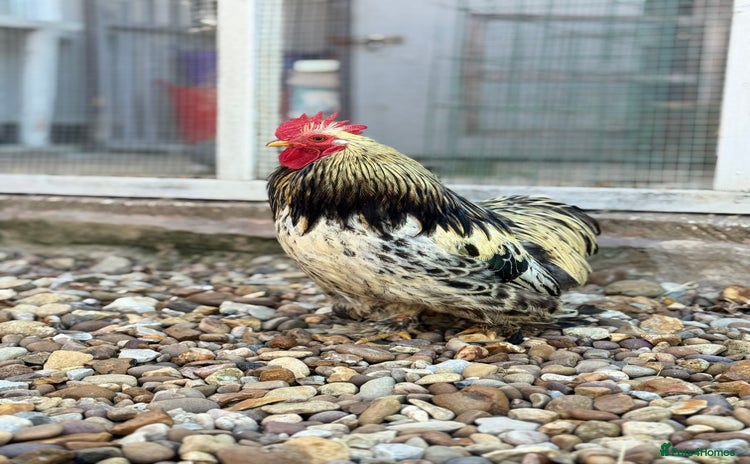 Chickens poultry - Advert 1
