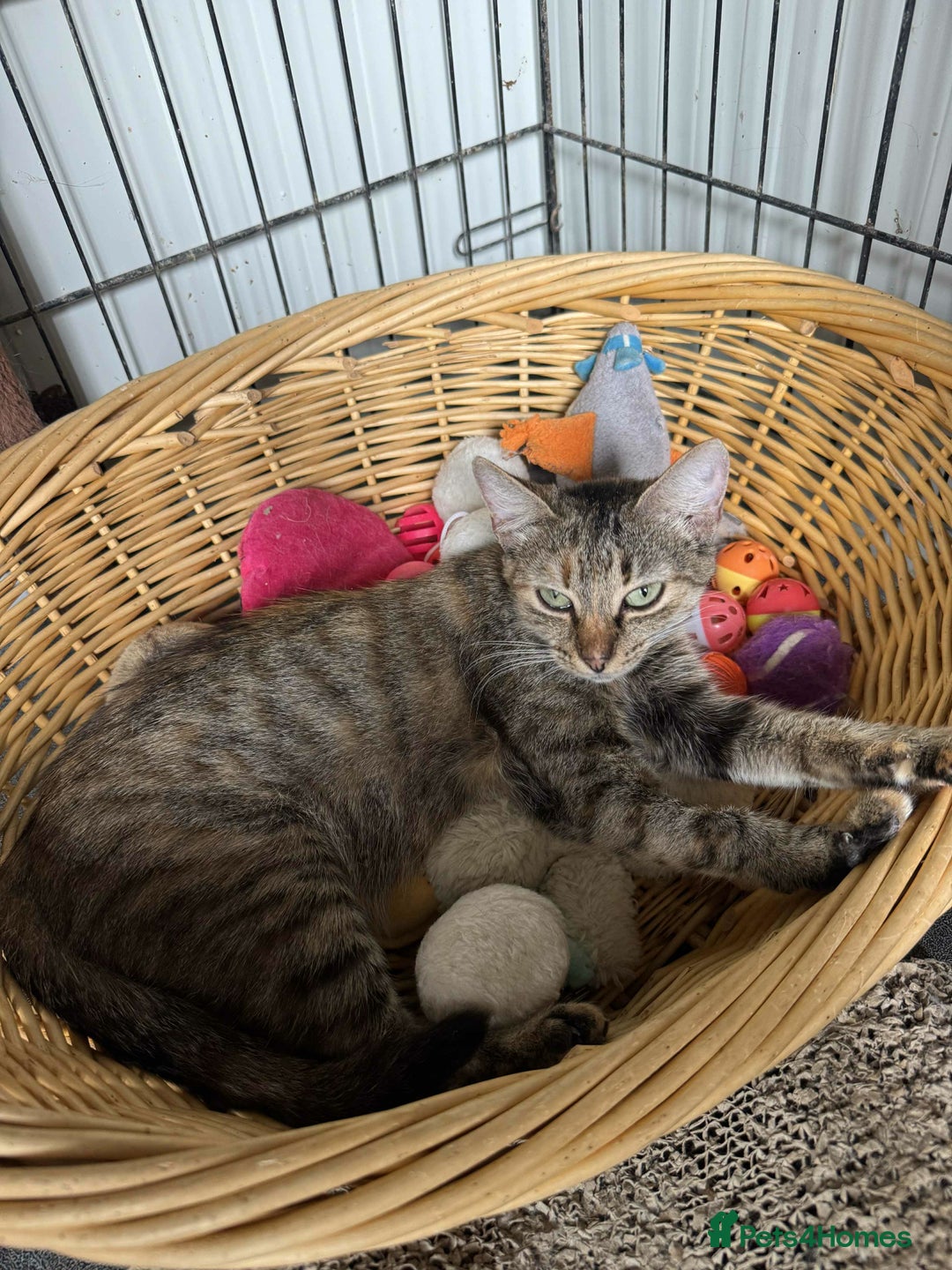 Mixed Breed cats for adoption: Beatrice - Dereham Norfolk  - Image 3