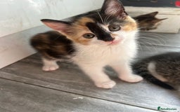 Mixed Breed cats for sale: Kittens  - Image 10