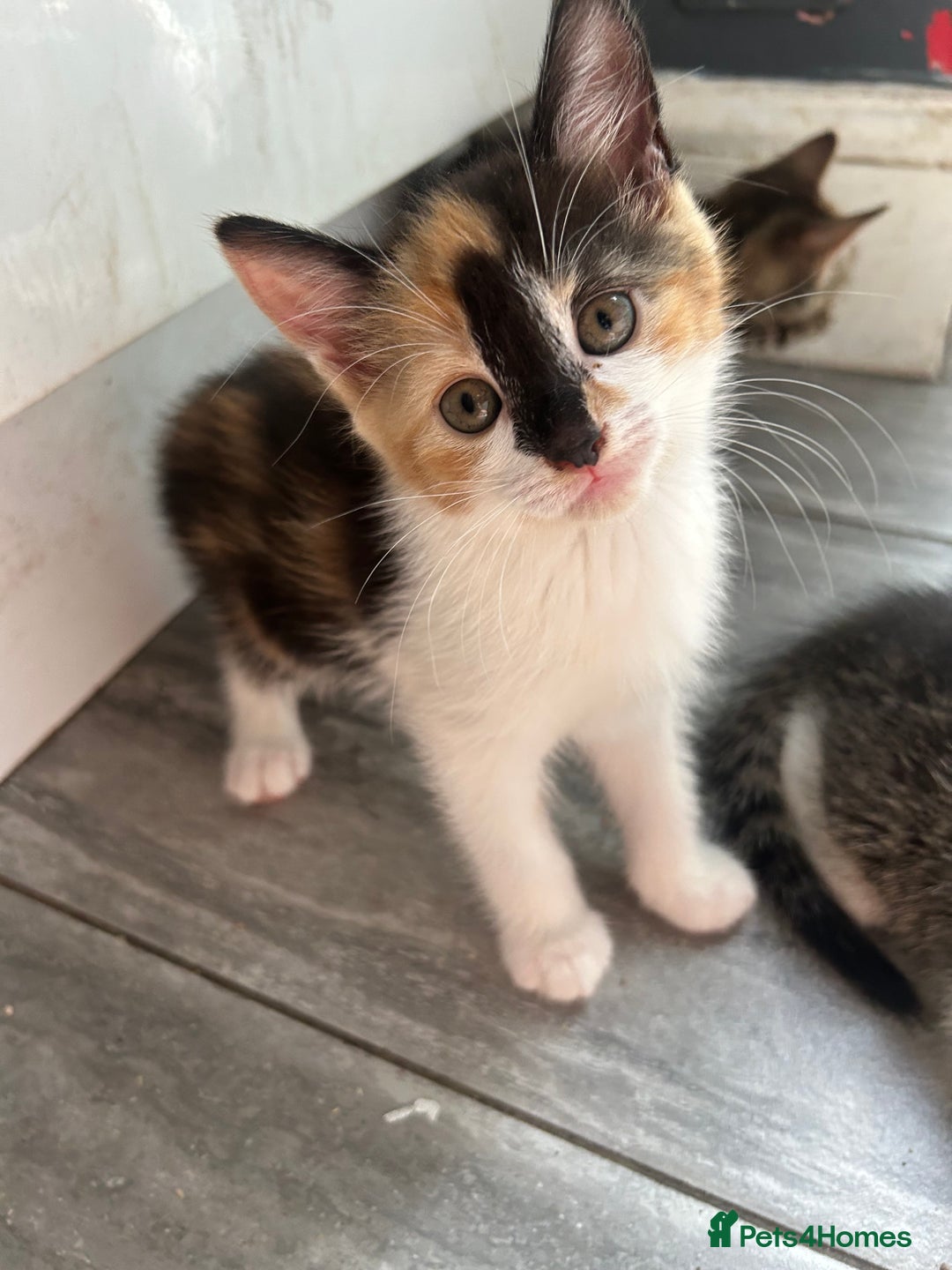 Mixed Breed cats for sale: Kittens  - Image 10