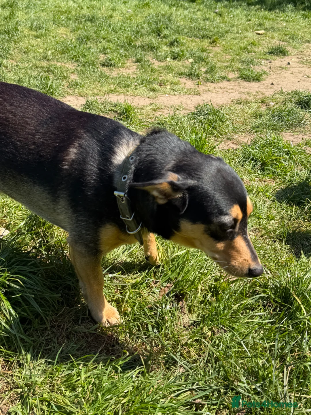 German Shepherd dogs for adoption: 🐾 ELZA – Miniature German Shepherd 🐾 - Advert 7