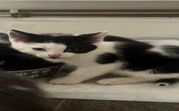 Ragdoll cats for sale: Ragdoll X 4 Beautiful kittens - Image 14