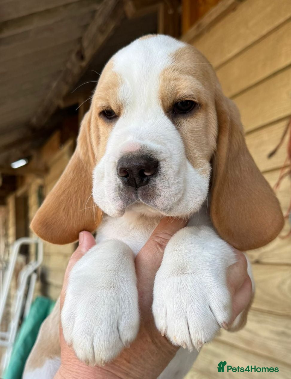 Beagle dogs Beagle puppies ready now - Advert 2