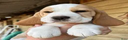 Beagle dogs for sale: Beagle puppies ready now - Advert 2